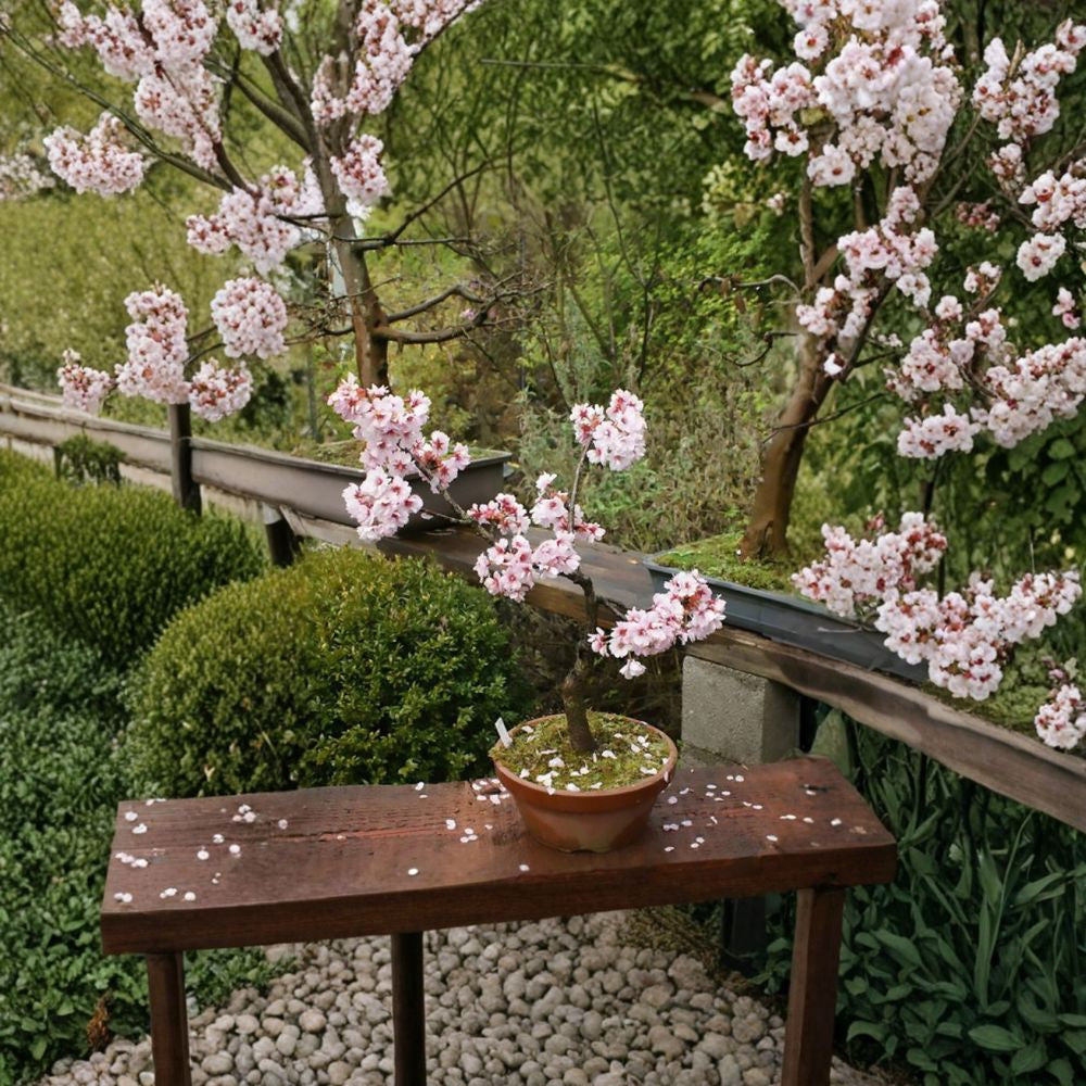 Japanese Flowering Cherry – Prunus serrulata 240 Seeds | Showy Hardy Ornamental Sakura Tree  Spring Blossoms | Fast Growing | Bonsai | Fall Color
