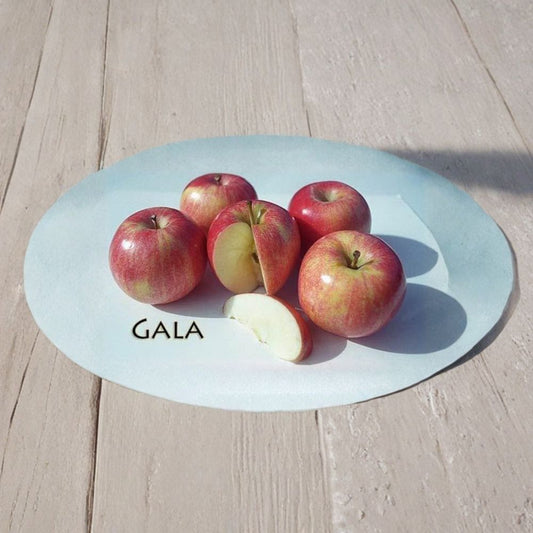 Gala Apple – Low Chill – Malus domestica Live Fruit Tree | 3–4 Feet Tall | Includes 3 Gallon Pot  Crisp Sweet-Tart Flavor | Early Harvest | Self-Fruitful Variety