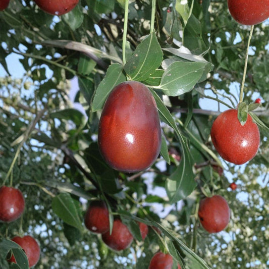 Lang Jujube Tree – Ziziphus jujuba ‘Lang’ Live Grafted Tree | 3 Feet Tall | Includes 3 Gallon Pot  Sweet Edible Fruit | Drought Tolerant | Backyard Orchard Favorite