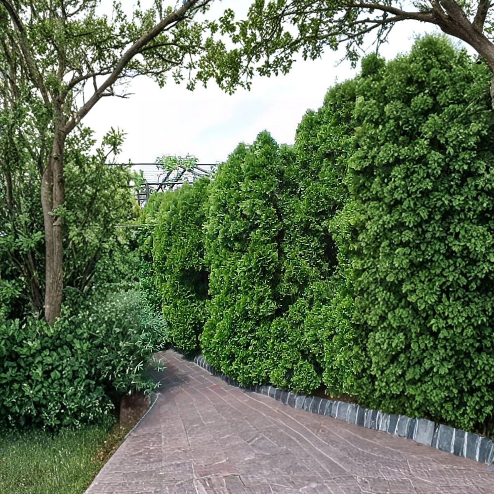 American Arborvitae – Thuja occidentalis 150 Seeds | Cold Hardy Evergreen | Non-GMO  Privacy Hedge Tree | Windbreak Plant | Bonsai Friendly