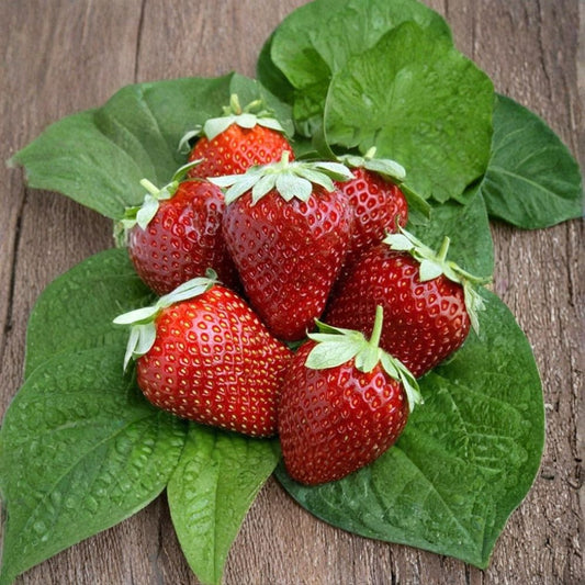 Ogallala Strawberry – Fragaria × ananassa 20 Bare Root Plants | Hardy Everbearing Variety | No Pot Included  Cold Hardy | Sweet Wild Flavor | Long Harvest Season