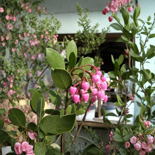 Arctostaphylos ‘Louise Edmunds’ – Arctostaphylos bakeri ‘Louise Edmunds’ Live Shrub | 1 Foot Tall | Includes 1 Gallon Pot  Evergreen Manzanita | Purple-Brown Trunks | Spring Flower Clusters