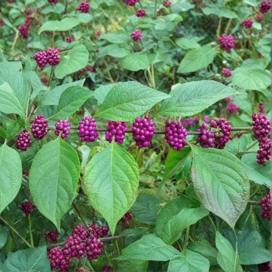 American Beautyberry – Callicarpa americana 100 Seeds | Showy Native Berry Shrub  Bulk Wildlife Pack | Fast Growing | Brilliant Purple Fall Fruit