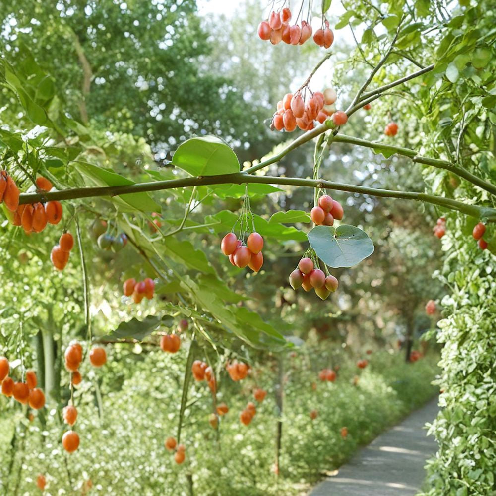 Tamarillo (Tree Tomato) – Cyphomandra betacea 10 Seeds | Fast Growing Subtropical Fruit Tree  Exotic Edible Fruit | Fragrant Flowers | Container Friendly