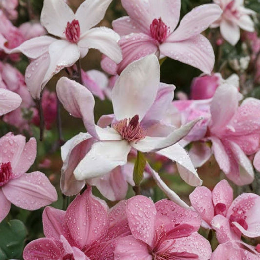 Magnolia ‘Daybreak’ – Magnolia Hybrid Live Flowering Tree | 2–3 Feet Tall | Includes 1 Gallon Pot  Dark Pink Spring Blooms | Elegant Upright Form | Full Sun to Light Shade
