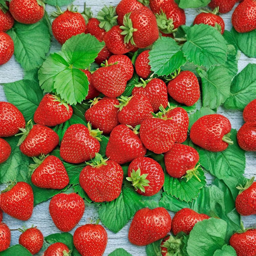Ali Baba Alpine Strawberry – Fragaria vesca 200 Heirloom Seeds | Perennial | Non-GMO | USA Harvest  Autumn Planting Variety | Sweet Wild Flavor | Container Friendly
