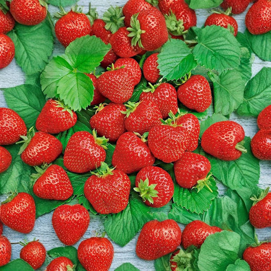 Ali Baba Alpine Strawberry – Fragaria vesca 200 Heirloom Seeds | Perennial | Non-GMO | USA Harvest  Autumn Planting Variety | Sweet Wild Flavor | Container Friendly