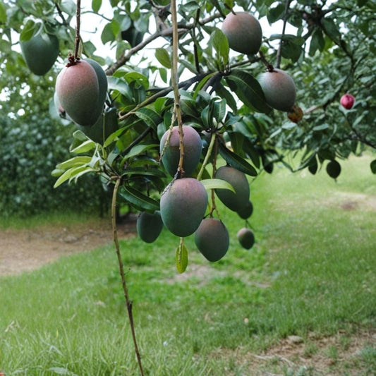Kent Mango Tree – Mangifera indica ‘Kent’ Live Grafted Tree | 1–2 Feet Tall | Well-Rooted Plant  Premium Sweet Mango | Tropical Fruit Tree | Backyard & Patio Friendly