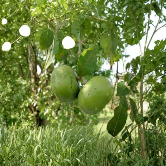 Black Sapote – Diospyros digyna Live Grafted Plant | 1–2 Feet Tall | Includes 3 Gallon Pot  Chocolate Pudding Fruit | Tropical Edible Tree | Container Friendly