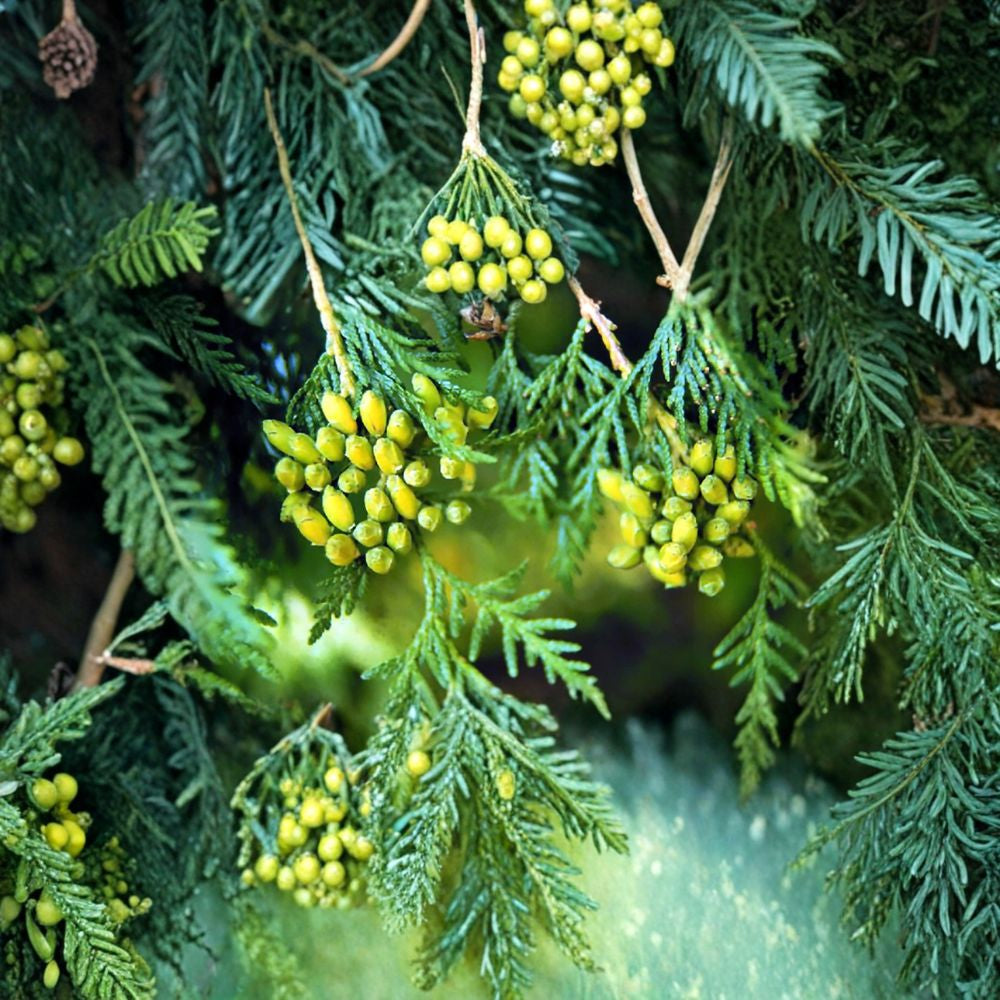 American Arborvitae – Thuja occidentalis 1800 Seeds | Cold Hardy Evergreen | Non-GMO  Commercial Bulk Pack | Privacy Hedge Tree | Reforestation & Windbreak