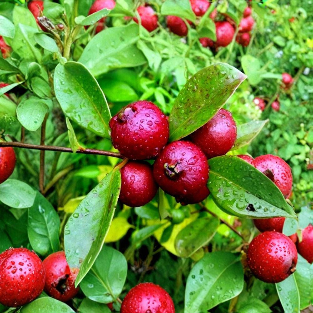 Strawberry Guava – Psidium cattleianum 20 Seeds | Tropical Fruit Tree | Edible Garden Plant  Sweet Strawberry Flavor | Hardy Warm Climate Shrub | Great for Containers