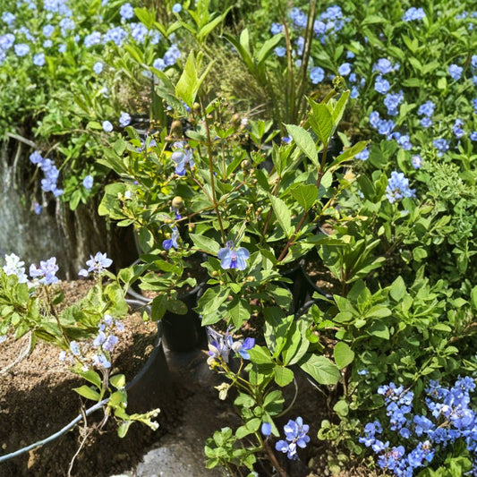 Clerodendrum ugandense – Blue Butterfly Bush Live Flowering Plant | 1 Foot Tall | Includes 6 Inch Pot  Pale Blue Butterfly Flowers | Pollinator Friendly | Tropical Shrub