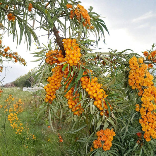 Sea Buckthorn – Hippophae rhamnoides 30 Seeds | Hardy Deciduous Shrub | Edible & Medicinal Fruit  Cold Hardy to -50°F | Nitrogen Fixing | Wildlife Friendly