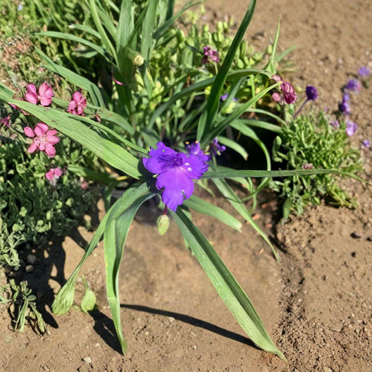 Purple Spiderwort – Tradescantia virginiana ‘Purple’ Live Flowering Plant | 1 Foot Tall | Includes 6 Inch Pot  Lavender-Purple Blooms | Hardy Perennial | Great for Borders & Pots