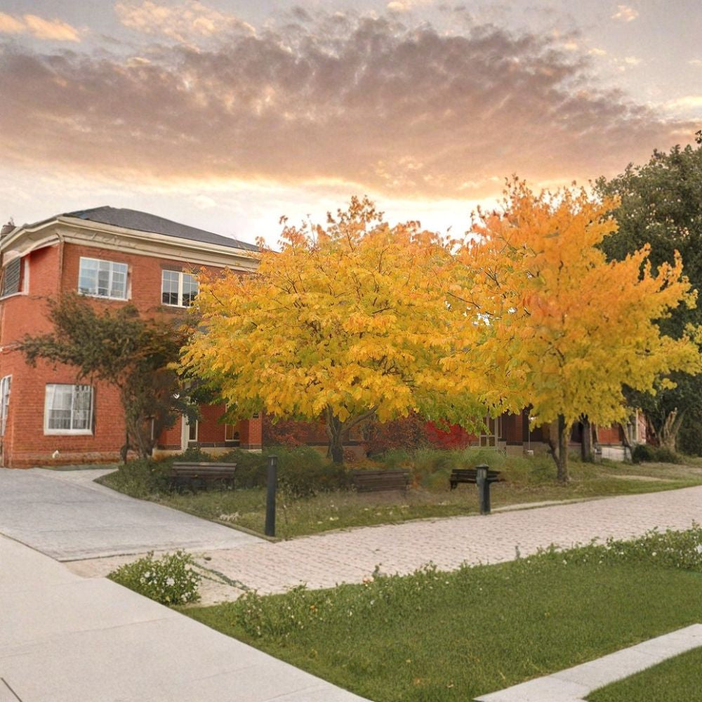 American Yellowwood – Cladrastis kentukea 10 Seeds | Hardy Deciduous Tree | Non-GMO  Fragrant White Blooms | Stunning Fall Color | Shade & Specimen Tree