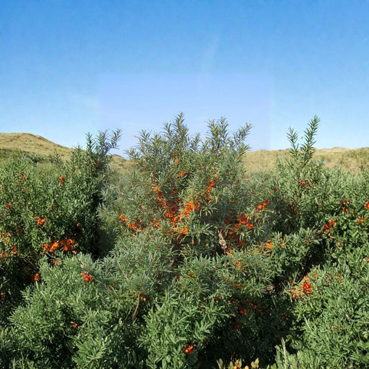 Sea Buckthorn – Hippophae rhamnoides 100 Seeds | Hardy Deciduous Shrub | Edible Seaberry  Cold Hardy to -50°F | Nitrogen Fixing | Wildlife & Homestead Favorite