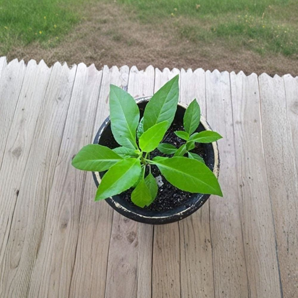 Gynura procumbens – Longevity Spinach Live Herb Plant | 3 Inch Pot | Fast Growing Edible Green  Edible Medicinal Herb | Indoor & Outdoor Friendly | Easy Care Plant