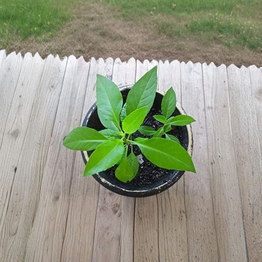 Gynura procumbens – Longevity Spinach Live Herb Plant | 3 Inch Pot | Fast Growing Edible Green  Edible Medicinal Herb | Indoor & Outdoor Friendly | Easy Care Plant