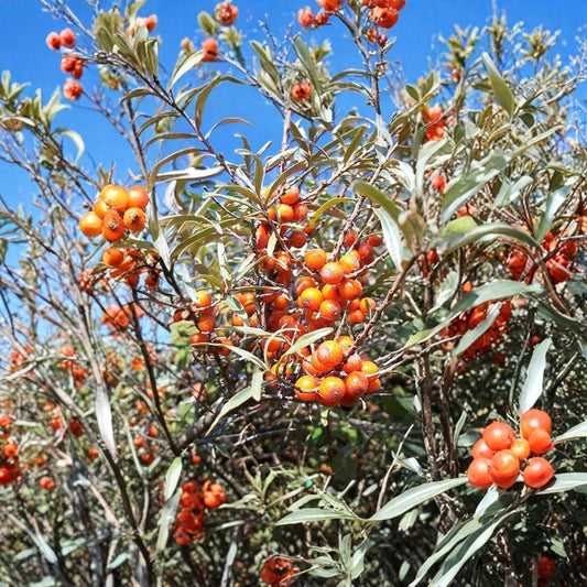 Sea Buckthorn – Hippophae rhamnoides 200 Seeds | Hardy Deciduous Shrub | Edible Seaberry  Cold Hardy to -50°F | Nitrogen Fixing | Wildlife & Homestead Essential