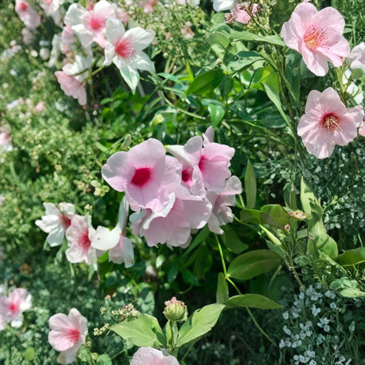 Pandorea jasminoides ‘Rosea’ – Pink Bower Vine Live Flowering Vine | 2 Feet Tall | Includes 6 Inch Pot  Soft Pink Trumpet Flowers | Climbing Vine | Summer to Fall Blooms