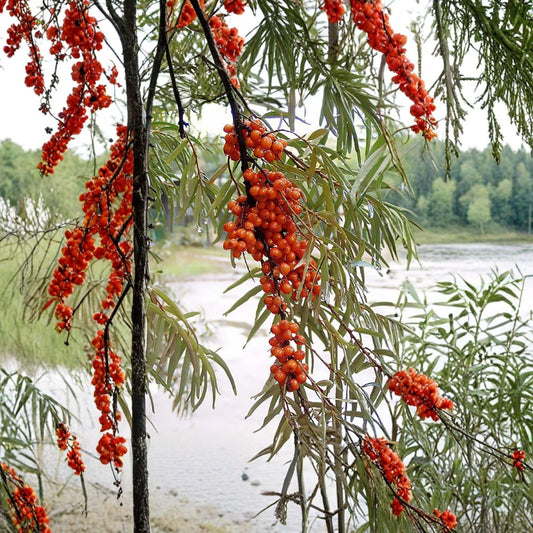 Sea Buckthorn – Hippophae rhamnoides 400 Seeds | Hardy Deciduous Shrub | Edible Seaberry  Cold Hardy to -50°F | Nitrogen Fixing | Ideal for Homestead & Wildlife Plantings