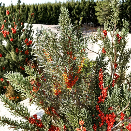 Sea Buckthorn – Hippophae rhamnoides 800 Seeds | Hardy Deciduous Shrub | Edible Seaberry  Cold Hardy to -50°F | Nitrogen Fixing | Large-Scale & Homestead Planting
