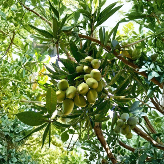 Manila Mango Tree – Mangifera indica ‘Manila’ Live Grafted Tree | 2–3 Feet Tall | Includes 3 Gallon Pot  Early Season Mango | Sweet Tropical Fruit | Container Friendly