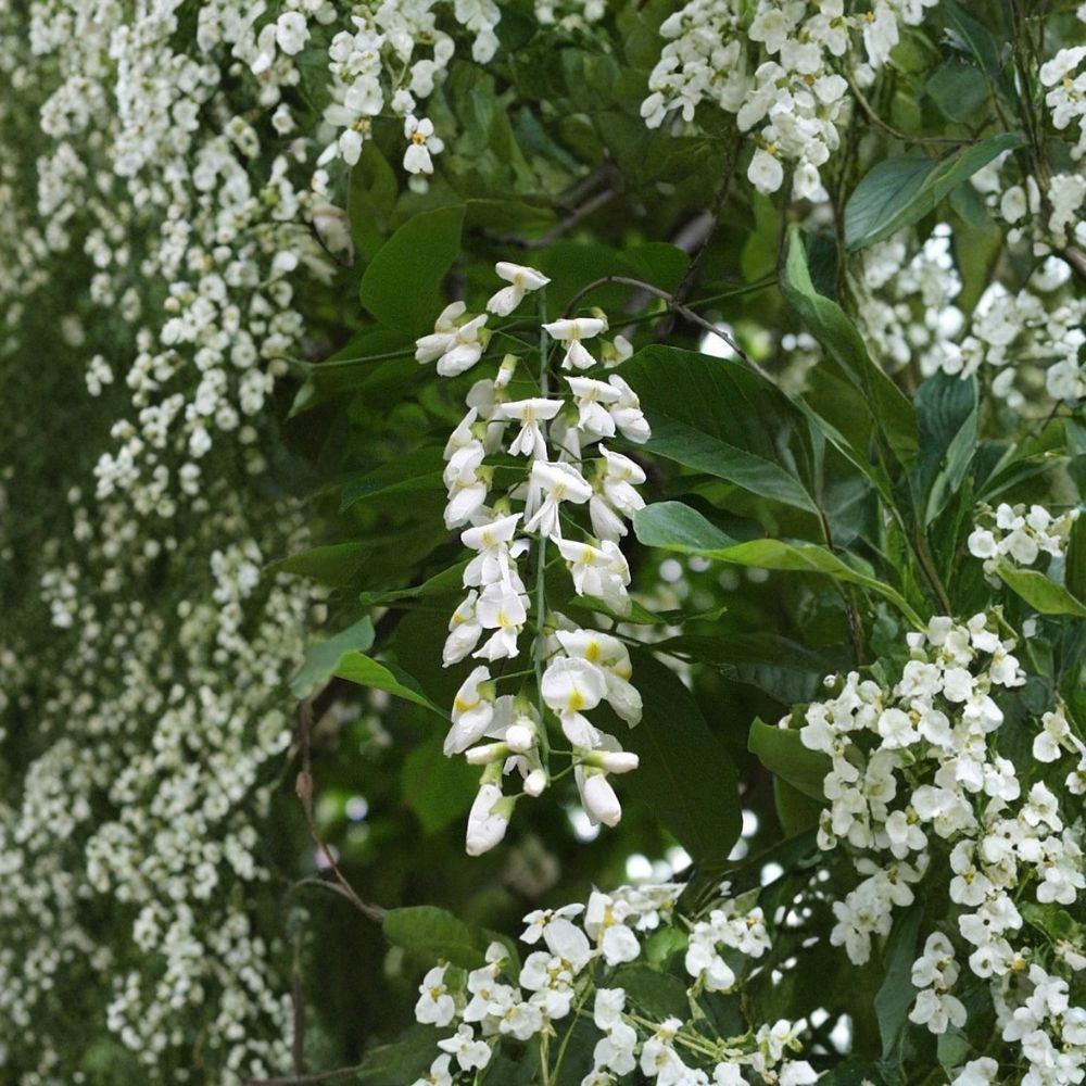 American Yellowwood – Cladrastis kentukea 240 Seeds | Hardy Deciduous Tree | Non-GMO  Bulk Native Shade Tree | Fragrant White Blooms | Brilliant Fall Color