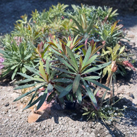 Euphorbia ‘Blackbird’ – Spurge Live Plant | 1 Foot Tall | Includes 6” Nursery Pot  Dark Foliage Accent | Full Sun Lover | Drought Tolerant