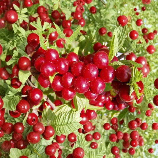 Nanking Cherry – Prunus tomentosa 10 Seeds | Hardy Fruiting Shrub | Fast Growing  Edible Tart Cherries | Cold Hardy | Great for Hedge or Wildlife Garden