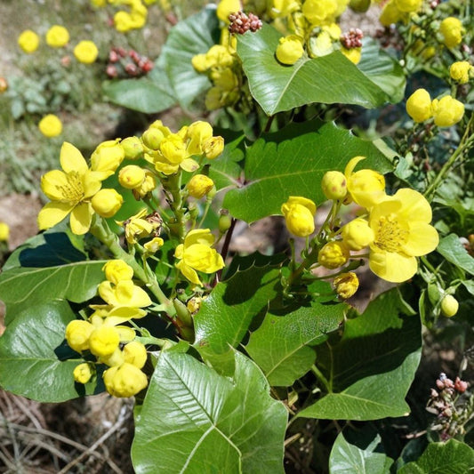 Oregon Holly Grape – Mahonia aquifolium 20 Seeds | Hardy Evergreen Shrub | Non-GMO  Edible Blue Berries | Yellow Spring Blooms | Shade & Wildlife Friendly