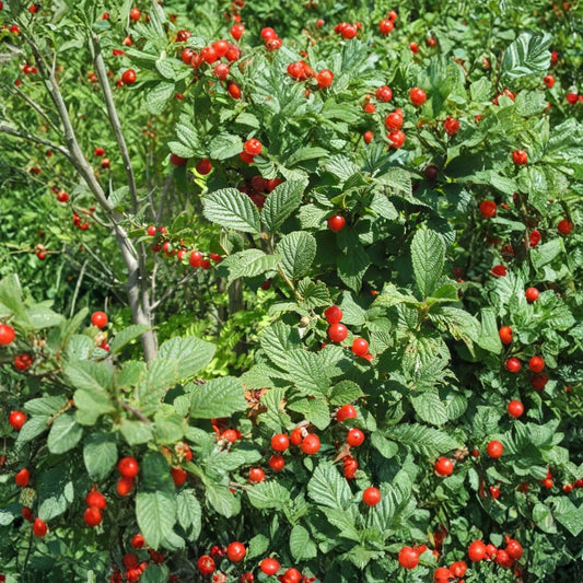 Nanking Cherry – Prunus tomentosa 30 Seeds | Hardy Fruiting Shrub | Fast Growing  Edible Tart Cherries | Cold Hardy | Ideal for Hedge & Wildlife Gardens