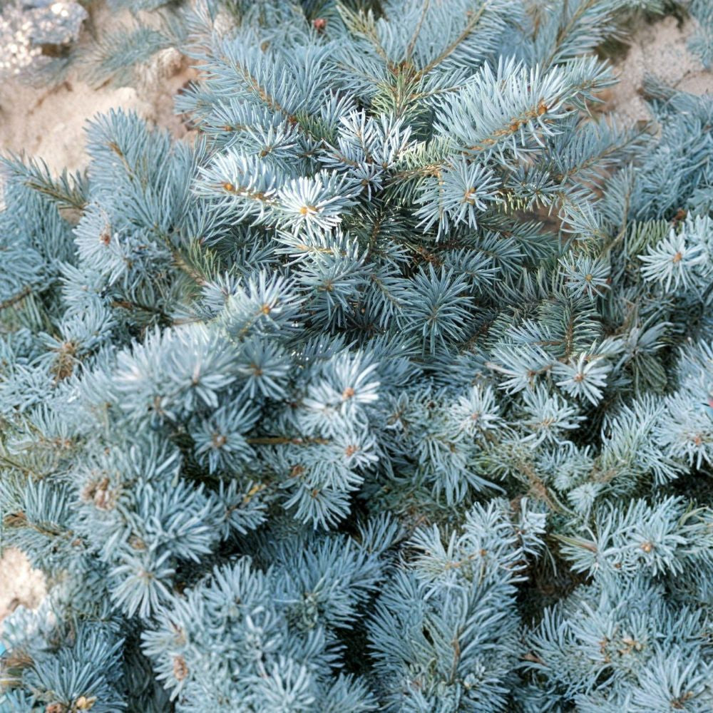 Colorado Blue Spruce – Picea pungens glauca 1,600 Seeds | Wholesale Bulk Pack | Hardy Blue Evergreen  Windbreak | Privacy Screen | Christmas Tree Farm | Nursery Stock