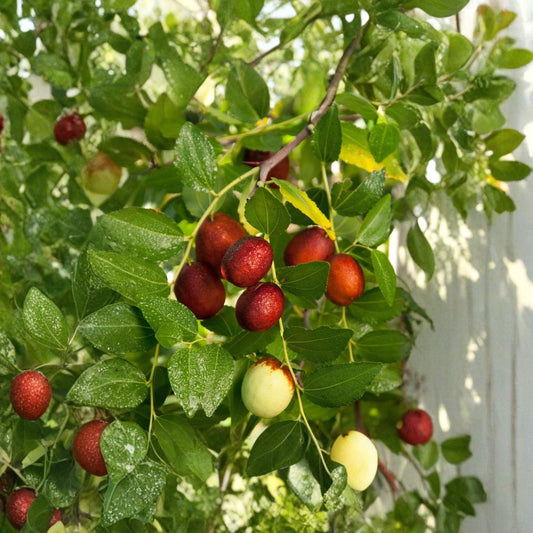 Shanxi Li Jujube – Ziziphus jujuba ‘Shanxi Li’ Live Grafted Tree | 3 Feet Tall | Includes 3 Gallon Pot  Very Large Fruit | Apple-Like Flavor | Self-Fruitful Variety