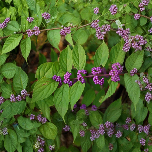 American Beautyberry – Callicarpa americana 200 Seeds | Showy Native Purple Berry Shrub  Wildlife Habitat Pack | Fast Growing | Brilliant Fall & Winter Color