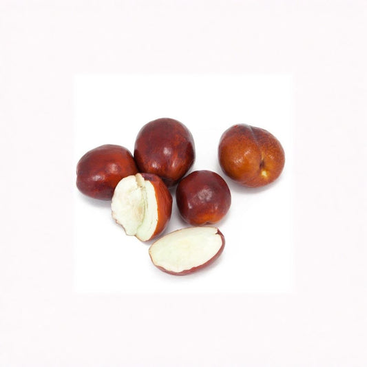 Jujube ‘Li’ – Large Fruit Variety Grafted Live Fruit Tree | 1–2 Feet Tall | Includes 6” Nursery Pot  Very Large Fruit | Sweet Flavor | Cold Hardy & Easy to Grow