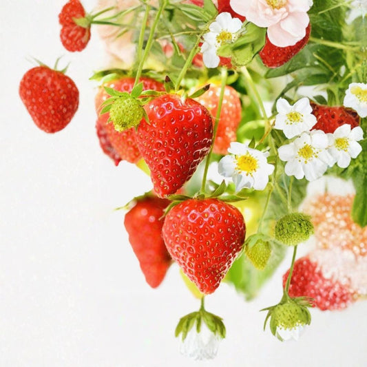 Everbearing Strawberry Seeds – Fragaria × ananassa 50+ Fresh Seeds | Non-GMO | Ready to Plant  Continuous Harvest Variety | Great for Containers | Home Garden Friendly