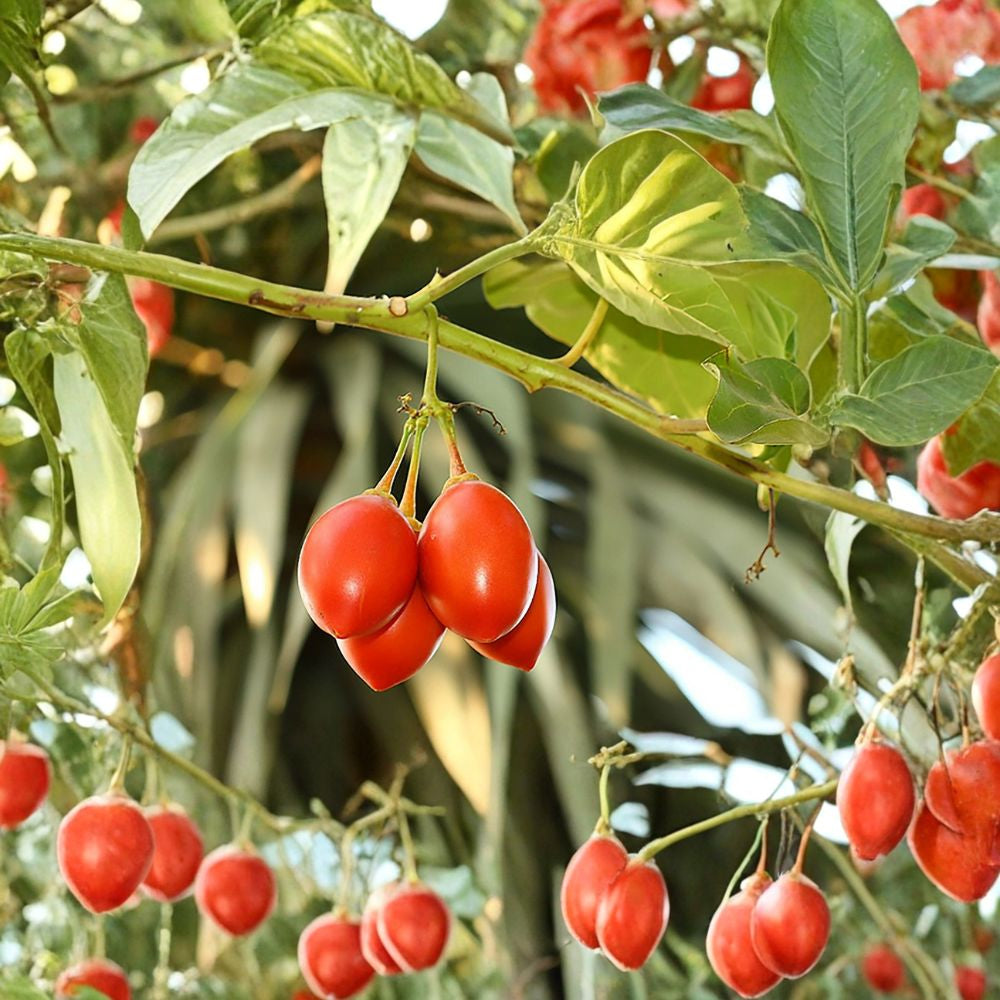 Tamarillo (Tree Tomato) – Cyphomandra betacea 30 Seeds | Fast Growing Subtropical Fruit Tree  Exotic Edible Fruit | Fragrant Flowers | Container Friendly