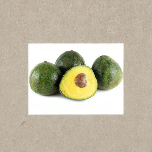 Nabal Avocado Tree – Persea americana Live Grafted Tree | 2–3 Feet Tall | Includes 3 Gallon Nursery Pot  Large Creamy Fruit | Late Season Variety | Backyard Orchard Favorite