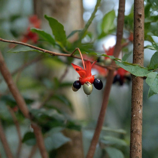 Ochna serrulata – Mickey Mouse Plant Live Flowering Shrub | 1–2 Feet Tall | Includes 3 Gallon Pot  Fragrant Yellow Flowers | Decorative Red & Black Fruit | Pollinator Friendly