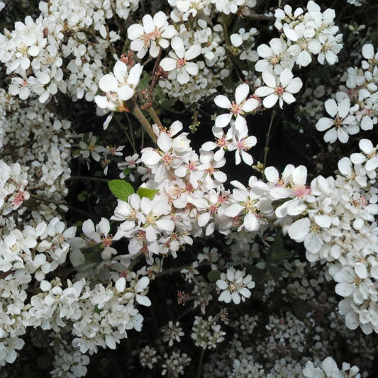Nanking Cherry – Prunus tomentosa 60 Seeds | Hardy Fruiting Shrub | Fast Growing  Edible Tart Cherries | Cold Hardy | Perfect for Hedge or Windbreak