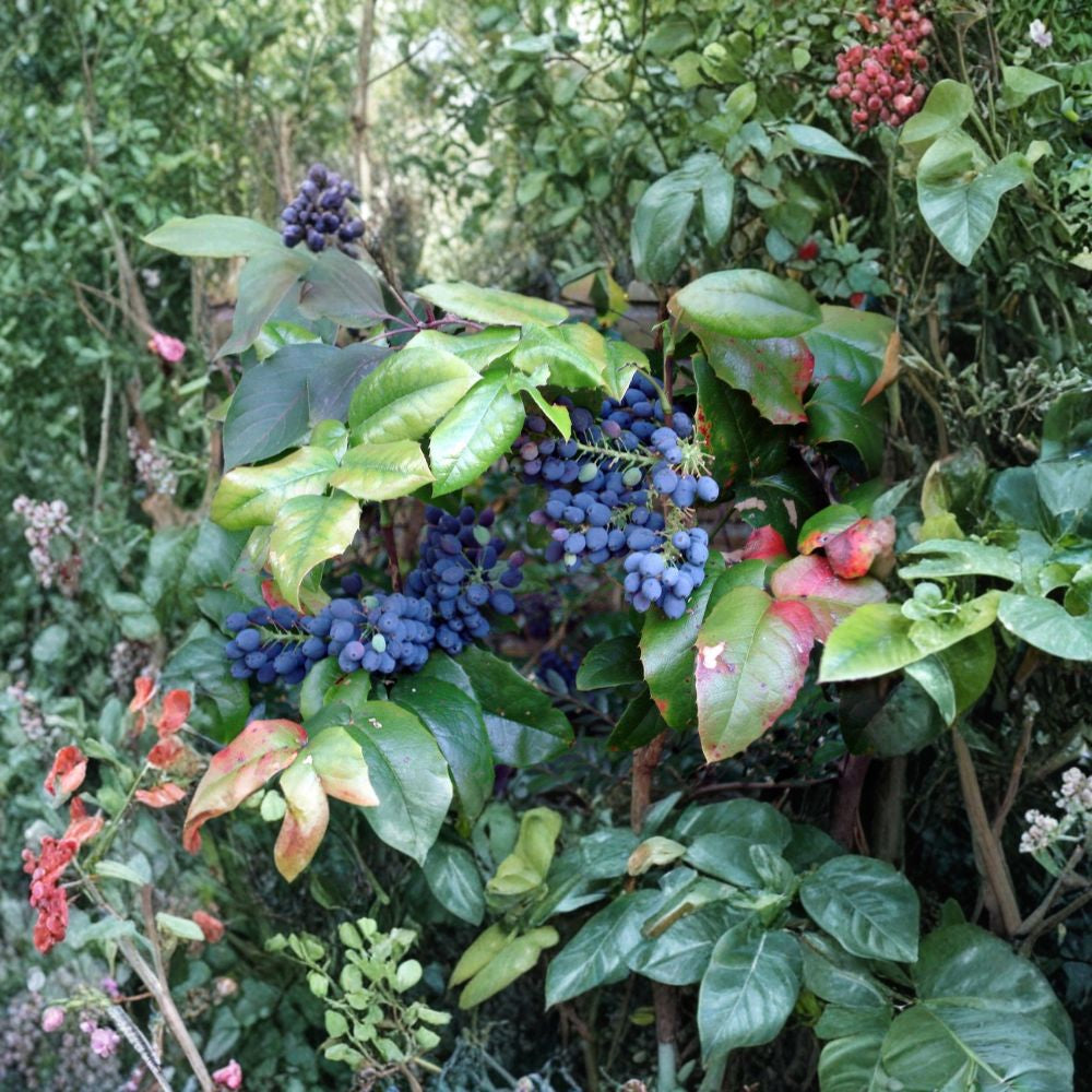 Oregon Holly Grape – Mahonia aquifolium 60 Seeds | Hardy Evergreen Shrub | Non-GMO  Edible Blue Berries | Yellow Spring Blooms | Shade & Wildlife Friendly