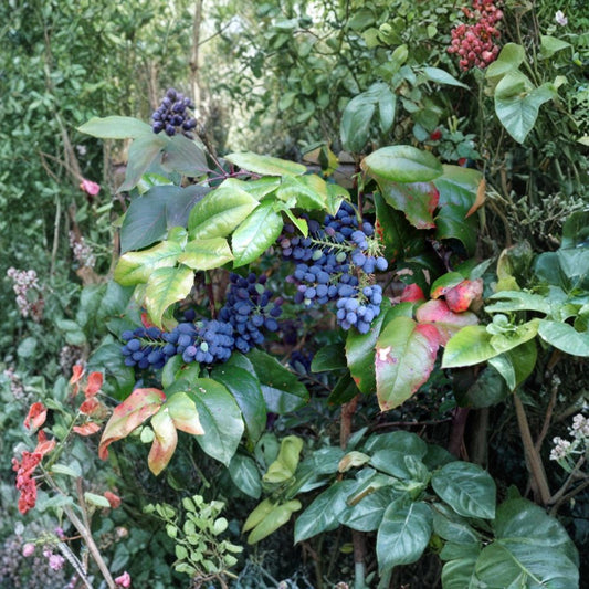 Oregon Holly Grape – Mahonia aquifolium 60 Seeds | Hardy Evergreen Shrub | Non-GMO  Edible Blue Berries | Yellow Spring Blooms | Shade & Wildlife Friendly