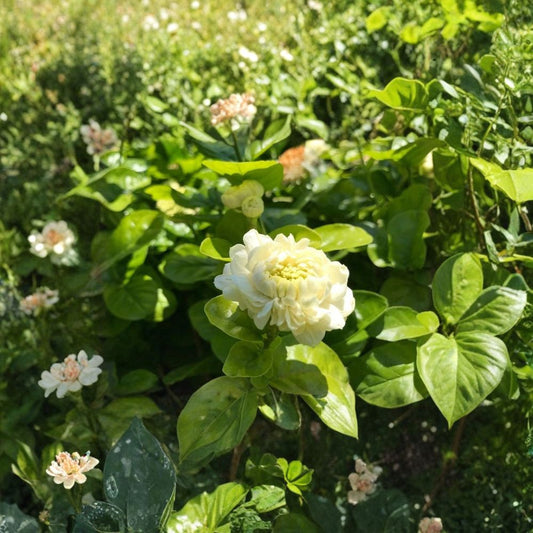 Grand Duke Jasmine – Jasminum sambac ‘Grand Duke’ Live Fragrant Plant | 1–2 Feet Tall | Includes 3 Gallon Pot  Double White Blooms | Intensely Fragrant | Tropical Garden Favorite