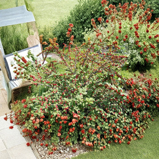 Nanking Cherry – Prunus tomentosa 120 Seeds | Hardy Fruiting Shrub | Fast Growing  Cold Hardy | Edible Tart Cherries | Ideal for Hedgerows & Wildlife