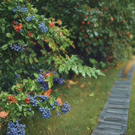 Oregon Holly Grape – Mahonia aquifolium 120 Seeds | Hardy Evergreen Shrub | Non-GMO  Bulk Edible Shrub | Yellow Spring Blooms | Shade & Wildlife Friendly