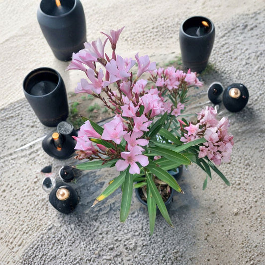 Nerium Oleander ‘Petite Pink’ – Dwarf Oleander Live Flowering Shrub | 1 Foot Tall | Includes 1 Gallon Pot  Compact Evergreen | Soft Pink Blooms | Spring to Summer Color