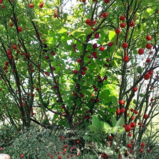 Nanking Cherry – Prunus tomentosa 240 Seeds | Hardy Fruiting Shrub | Fast Growing  Cold Hardy | Edible Tart Cherries | Perfect for Hedgerows & Windbreaks