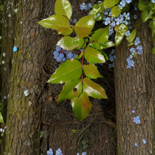 Oregon Holly Grape – Mahonia aquifolium 240 Seeds | Hardy Evergreen Shrub | Non-GMO  Bulk Edible Shrub | Yellow Spring Blooms | Wildlife & Shade Garden