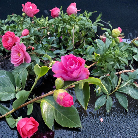 Camellia ‘Chansonette’ – Camellia sasanqua Live Flowering Shrub | 1 Foot Tall | Includes 6 Inch Pot  Elegant Pink Blooms | Evergreen Shrub | Partial Sun Lover